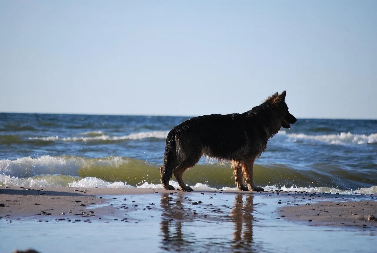 Nasser Schäferhund steht an der Wasserlinie eines Ostseestrands, hinter ihm brechen grünliche Wellen, darüber wolkenloser Himmel